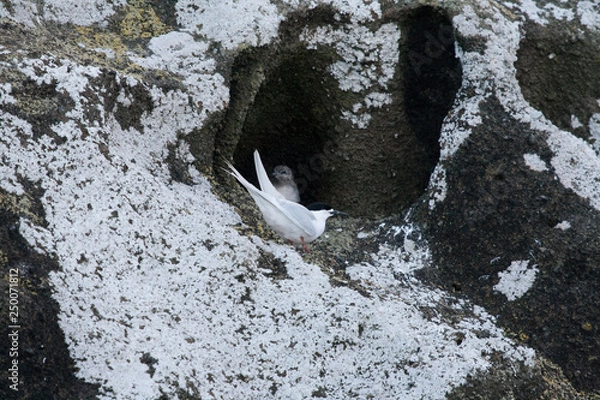 Fototapeta Terns on the rocks in New Zealand