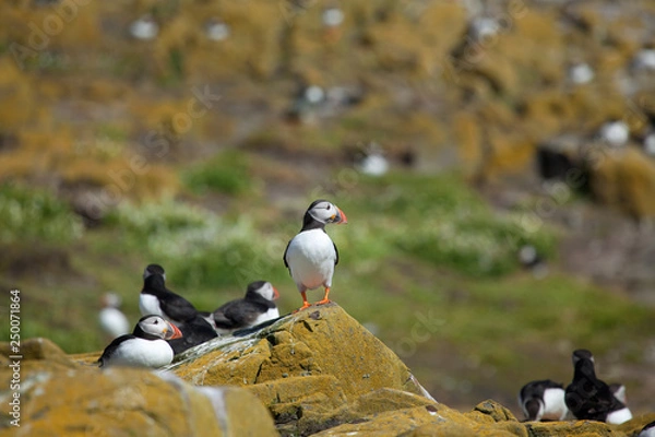 Fototapeta Small group of puffins standing on the rocks in the arctic