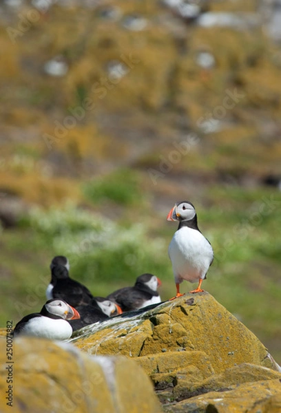 Fototapeta Small group of puffins standing on the rocks in the arctic