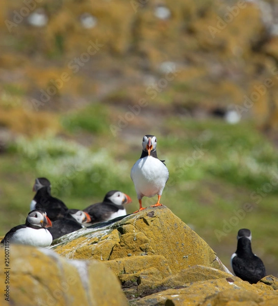 Fototapeta Small group of puffins standing on the rocks in the arctic