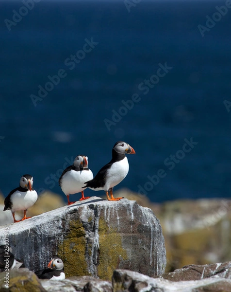 Fototapeta Small group of puffins standing on the rocks in the arctic