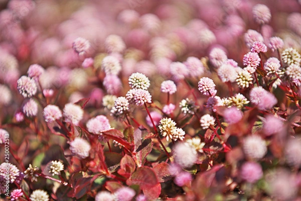 Fototapeta ピンクや赤のヒメツルソバの花