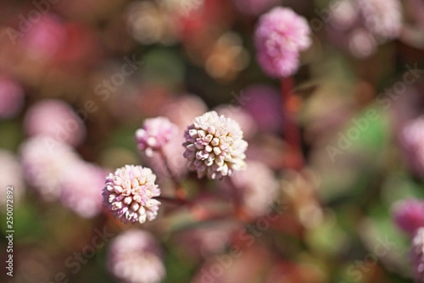 Fototapeta ピンクや赤のヒメツルソバの花