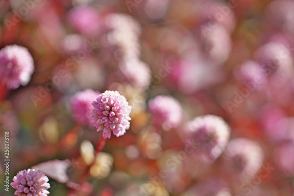 Fototapeta ピンクや赤のヒメツルソバの花