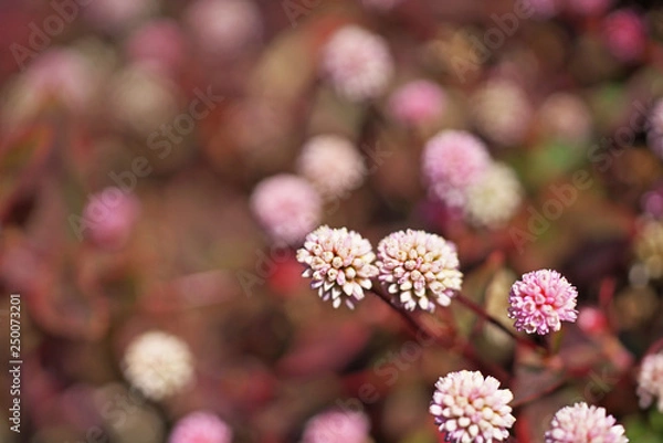 Fototapeta ピンクや赤のヒメツルソバの花