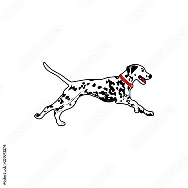 Obraz dalmatian dog run vector illustration