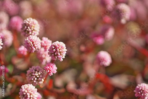 Fototapeta ピンクや赤のヒメツルソバの花