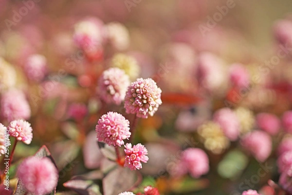 Fototapeta ピンクや赤のヒメツルソバの花