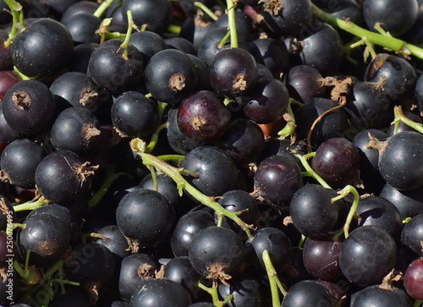 Obraz Black currant