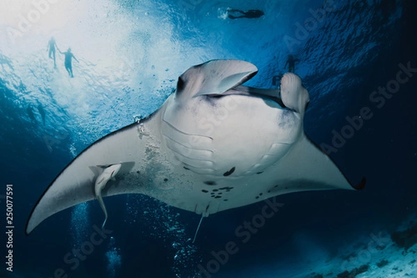 Obraz manta ray