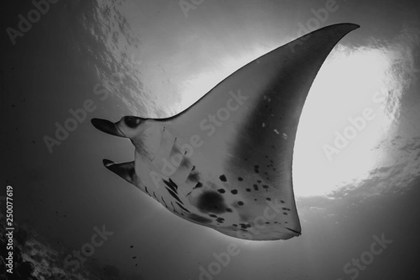 Obraz manta ray