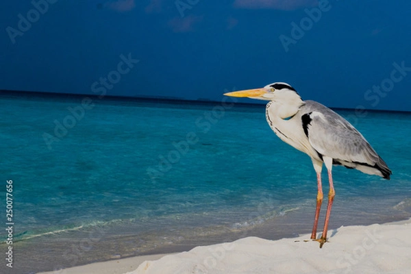 Obraz Grey Heron