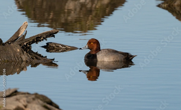 Obraz Beautiful redhead duck portrait. 
