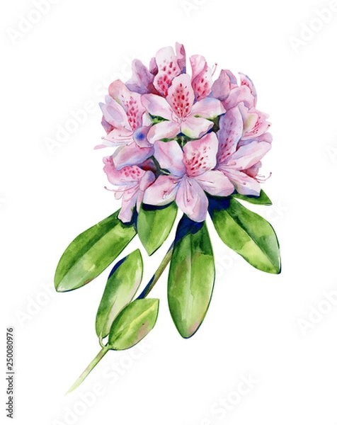 Obraz Akwarela kwiat tropikalnych rododendronów na białym tle. Grafika wnętrza z pojedynczym różowym kwiatem azalii. Ilustracja egzotycznych roślin.
