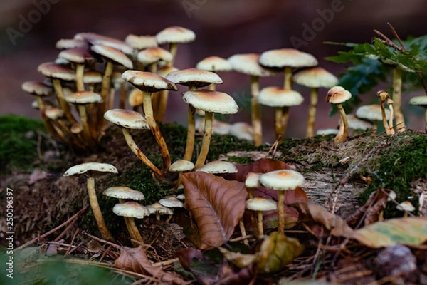 Obraz Pilzgruppe III