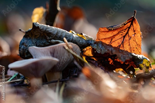 Obraz Pilz und Blatt I