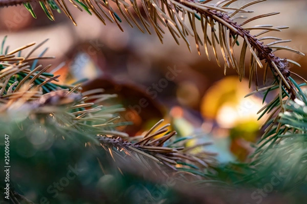 Obraz Herbstlicher Ramen