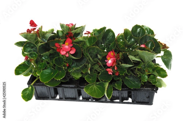 Obraz barquette de bégonia