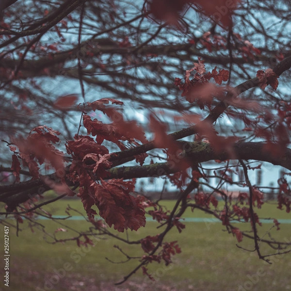 Obraz Red Autumn leaves 