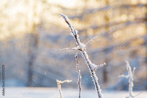 Obraz Rosehip in the winter sunlight