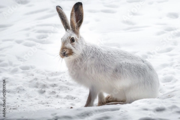 Obraz Snowshoe Hare in Winter