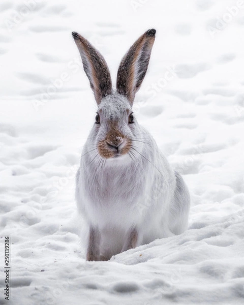 Obraz Snowshoe Hare in Winter