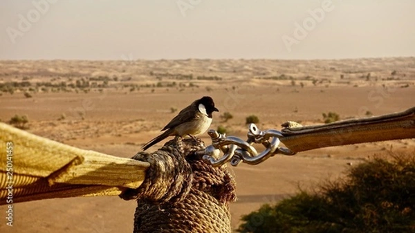 Obraz Desert Bird