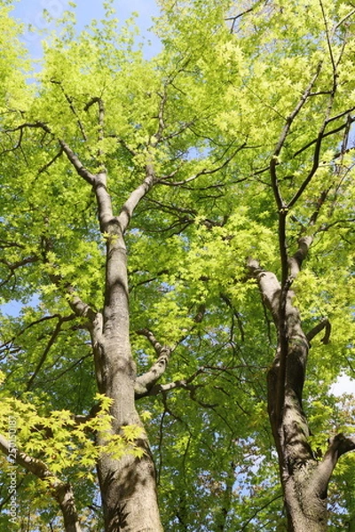 Fototapeta 新緑のカエデの木