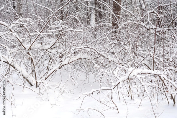 Obraz Snow covered bush.