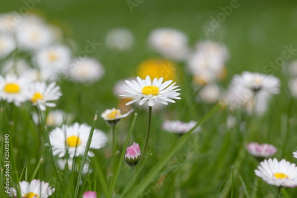 Fototapeta Margeriten