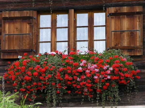 Obraz Blumenfenster / Flower window