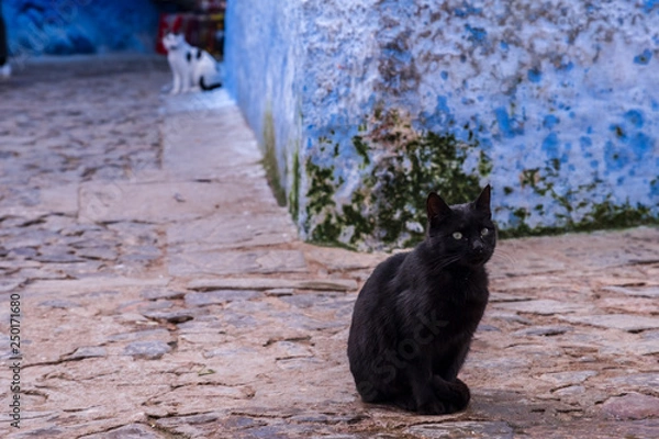 Fototapeta Chefchaouen Cat