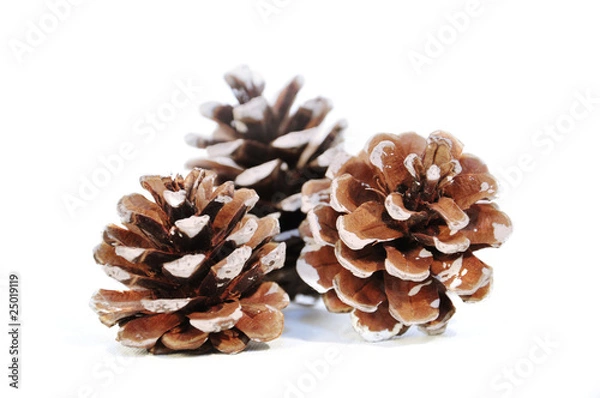 Obraz 3 Tannenzapfen