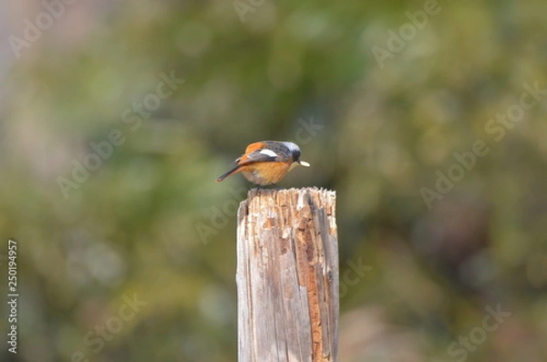 Fototapeta 虫を捕まえたジョウビタキのオス