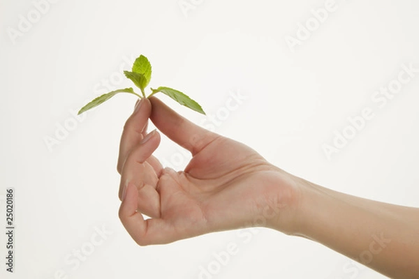 Obraz Hand holding fresh mint leaf.