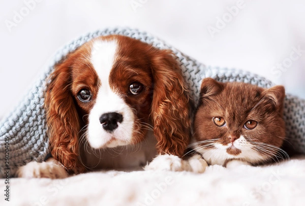Fototapeta Cavalier King Charles Wellpe und BKH Kitten - Freunde