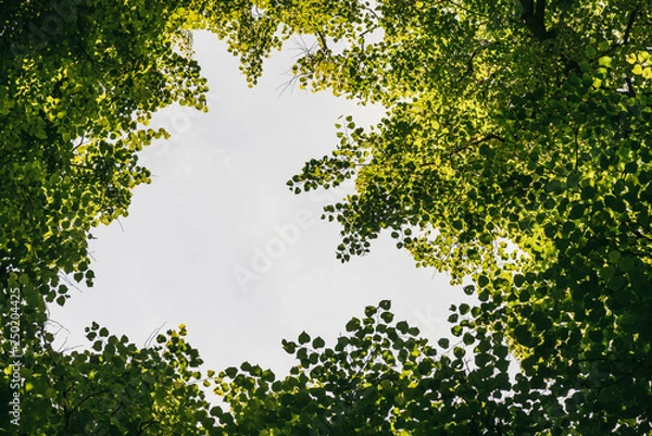 Fototapeta Looking up in Forest - Green Tree branches nature abstract frame background