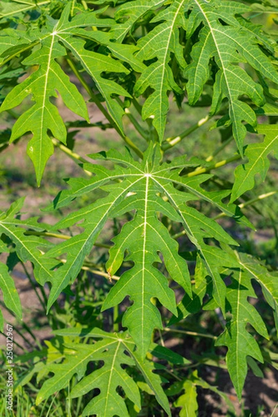 Obraz Papaya leaf on papaya tree