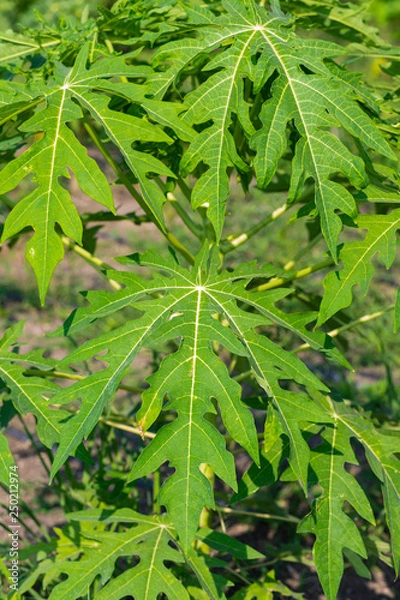 Obraz Papaya leaf on papaya tree