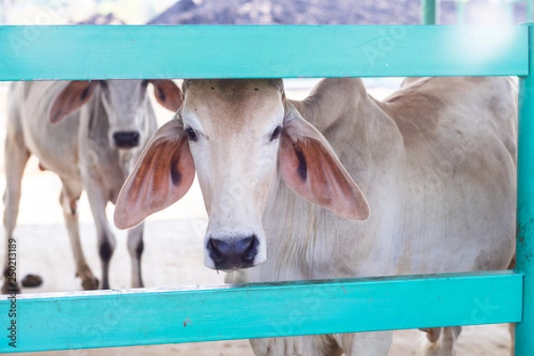 Obraz cow inthe farm