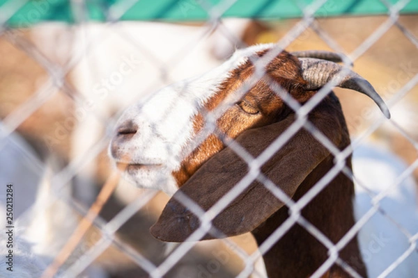 Obraz Goat in the cage.