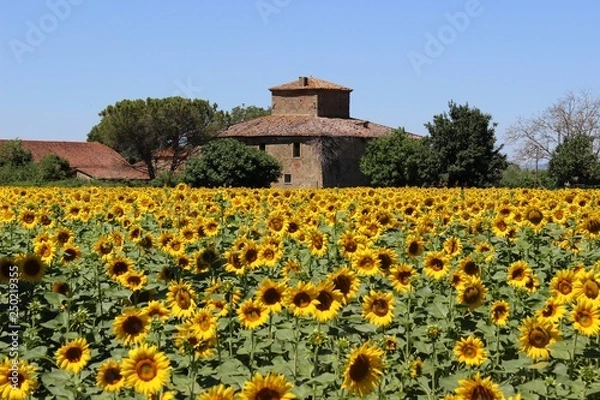 Obraz rudere con girasoli