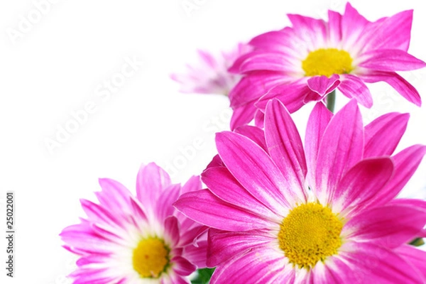 Obraz Purple flowers