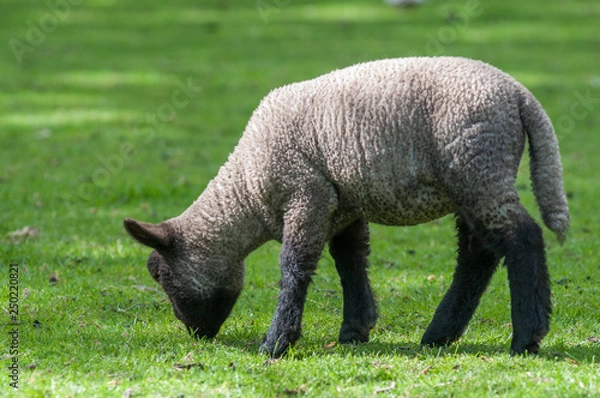 Obraz sheep on green field