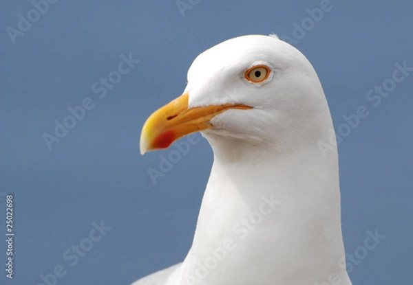 Obraz Laridae Portrait