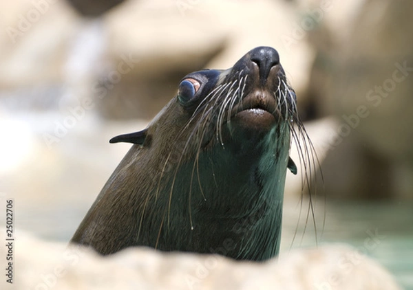 Obraz sea lion