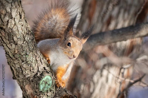 Fototapeta Squirrel tree in winter