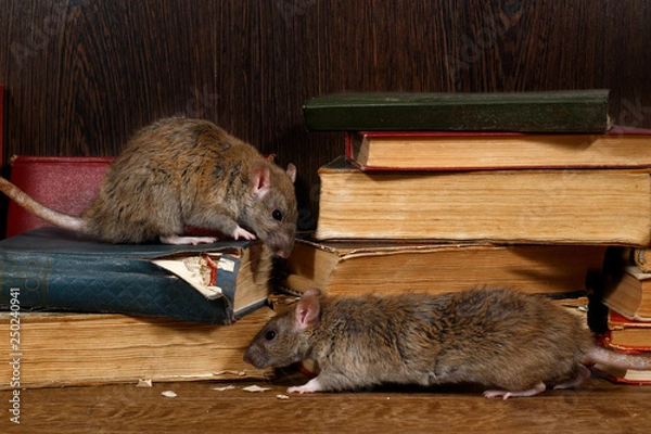 Obraz Zbliżenie dwóch szczurów (Rattus norvegicus) wspina się po starych książkach na podłodze w bibliotece. Koncepcja zwalczania gryzoni.