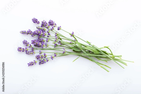 Obraz lavender on white background