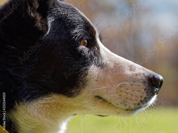 Obraz Border Collie profile